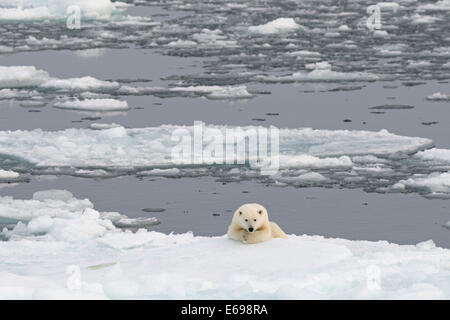 Eisbär (Ursus Maritimus) liegen am Meer Eis, Spitzbergen, Svalbard-Archipel Svalbard und Jan Mayen, Norwegen Stockfoto