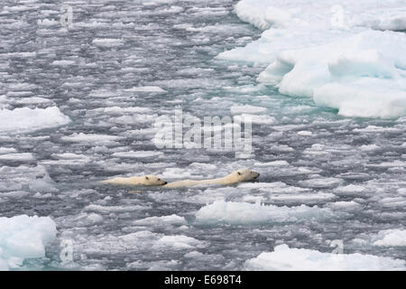 Eisbären (Ursus Maritimus), weibliche und Jugendliche schwimmen durch das Packeis, Insel Spitzbergen, Svalbard-Archipels Stockfoto