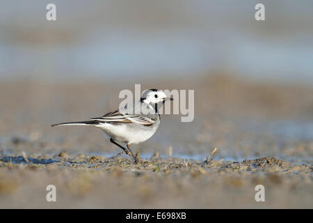 Bachstelze (Motacilla Alba), Nahrungssuche, Apetlon, Burgenland, Österreich Stockfoto