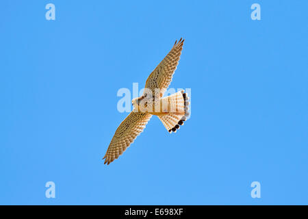 Gemeinsamen Kestrel oder eurasische Turmfalke (Falco Tinnunculus), im Flug, Schweiz Stockfoto