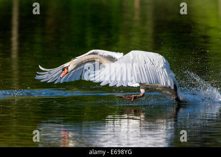 Mute Swan (Cygnus Olor), unter Wasser, Nordhessen, Hessen, Deutschland Stockfoto