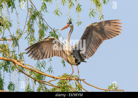 Graureiher (Ardea Cinerea) mit Verbreitung Flügel, thront auf dem Ast einer Weide, Niedersachsen, Deutschland Stockfoto