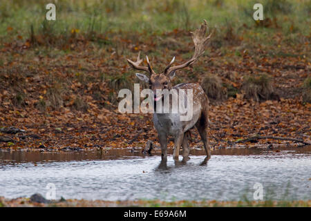 Kampf vernarbt Damhirsch (Dama Dama) Bock mit gebrochenen Geweih stehend im Wasser des bewaldeten Teich während der Brunft im Herbst Stockfoto