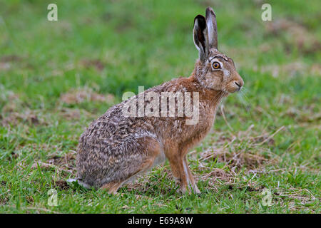 Brown-Feldhase (Lepus Europaeus) im Feld Stockfoto