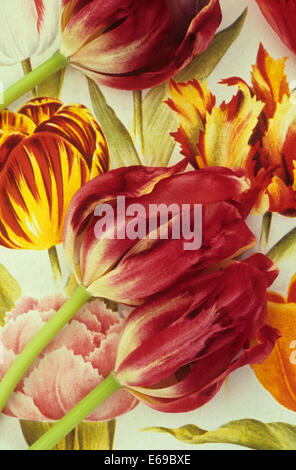 Drei Tulpen oder Tulipa Blumen rot mit Creme Streifen sterben und liegen auf Vintage farbige Abbildungen der Tulpen Stockfoto