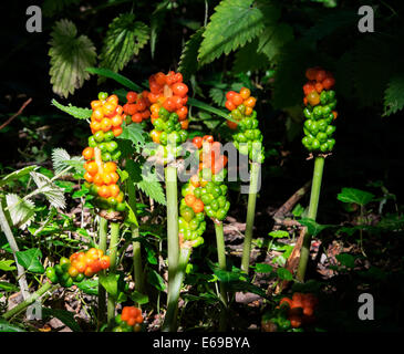 Reife Frucht auf Lords und Ladies Wildpflanzen in Wald Stockfoto