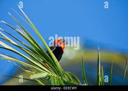 Männlichen südlichen Roten Bischof (Euplectes Orix) thront auf Schilf in der Nähe von Feuchtgebieten Quissico Mosambik, Afrika Stockfoto