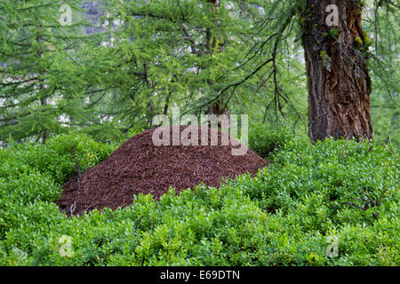 Große Ameise Hügel im Wald zwischen Heidelbeere Pflanzen Stockfoto