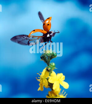 Lady beetle Stockfoto