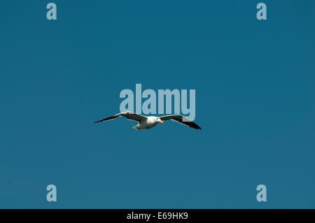 Kelp Gull oder Cape Möwe Flug über Walvis Bay in Namibia.  Eine Dominikanermöwe Ehrung Über der Walvis Bay Vor der Küste Namibias Stockfoto