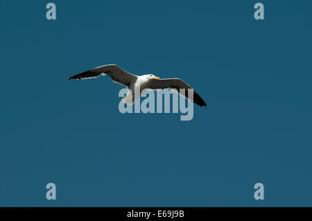 Kelp Gull oder Cape Möwe Flug über Walvis Bay in Namibia.  Eine Dominikanermöwe Ehrung Über der Walvis Bay Vor der Küste Namibias Stockfoto