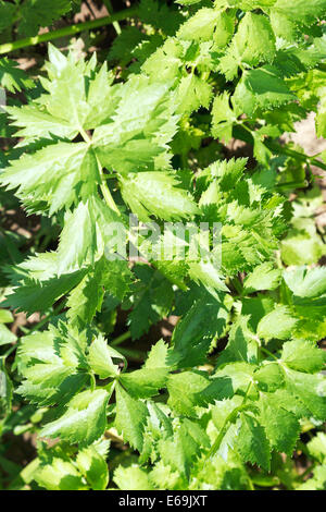 Blätter der Knollensellerie Kraut im Garten im Sommertag Stockfoto