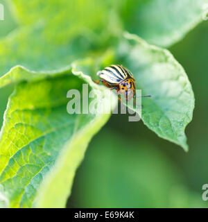 Kartoffel-Bug essen Kartoffeln Blätter im Garten Stockfoto