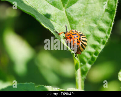 Kartoffel-Bug in der Kartoffel Blätter im Garten Stockfoto