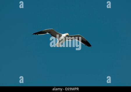 Kelp Gull oder Cape Möwe Flug über Walvis Bay in Namibia.  Eine Dominikanermöwe Ehrung Über der Walvis Bay Vor der Küste Namibias Stockfoto