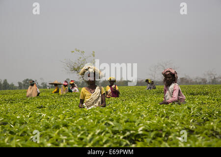 Arbeitnehmerinnen, die Teeblätter auf Meleng Teeplantage, Jorhat, Assam zupfen Stockfoto