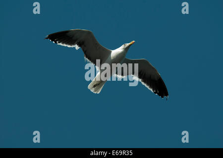 Kelp Gull oder Cape Möwe Flug über Walvis Bay in Namibia.  Eine Dominikanermöwe Ehrung Über der Walvis Bay Vor der Küste Namibias Stockfoto
