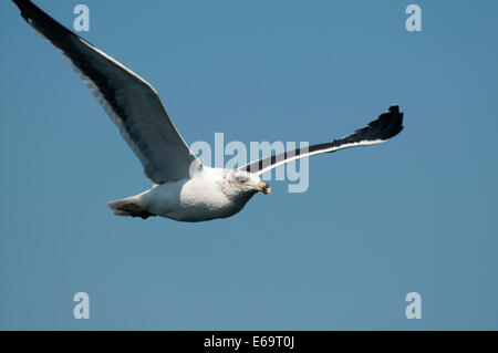 Kelp Gull oder Cape Möwe Flug über Walvis Bay in Namibia.  Eine Dominikanermöwe Ehrung Über der Walvis Bay Vor der Küste Namibias Stockfoto