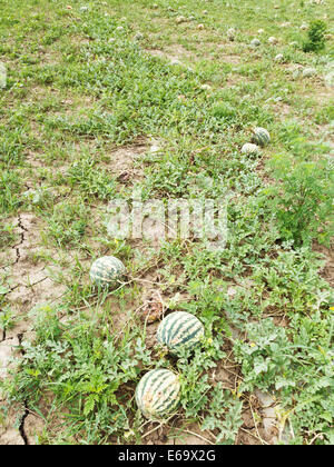 Reife Wassermelonen auf Melone Feld im Sommer Stockfoto