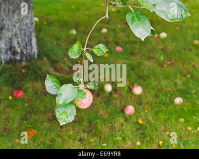 Apfel auf Zweig über gefallene reifen Früchten im Sommer Stockfoto