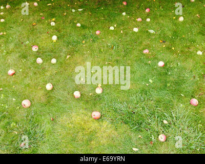 die Reifen Äpfel liegen auf grünen Rasen in Sommertag gefallen Stockfoto