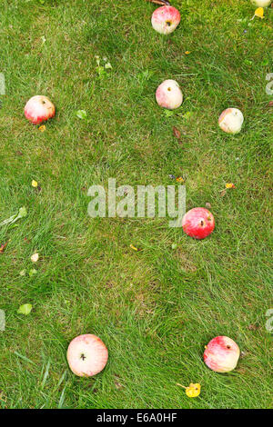 mehreren gefallenen reife Äpfel liegen auf grünen Rasen im Sommertag Stockfoto