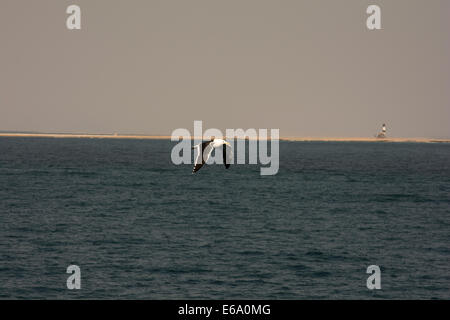 Kelp Gull oder Cape Möwe Flug über Walvis Bay in Namibia.  Eine Dominikanermöwe Ehrung Über der Walvis Bay Vor der Küste Namibias Stockfoto