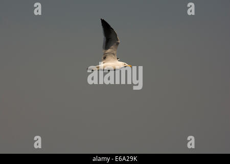 Kelp Gull oder Cape Möwe Flug über Walvis Bay in Namibia.  Eine Dominikanermöwe Ehrung Über der Walvis Bay Vor der Küste Namibias Stockfoto