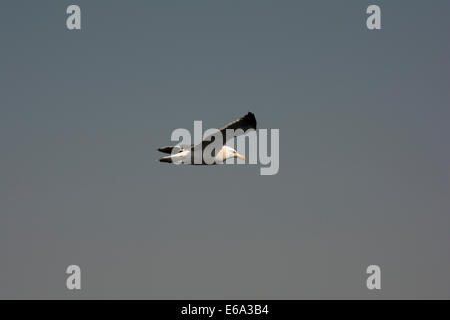 Kelp Gull oder Cape Möwe Flug über Walvis Bay in Namibia.  Eine Dominikanermöwe Ehrung Über der Walvis Bay Vor der Küste Namibias Stockfoto