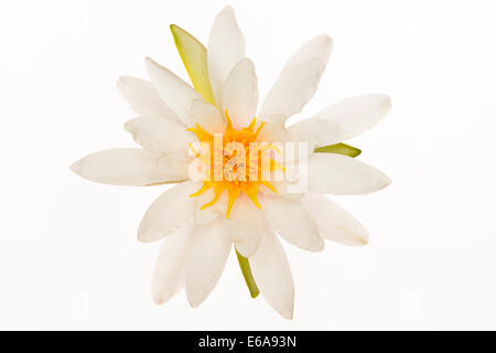 Seerose, Seerose pad Stockfoto