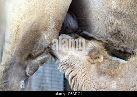 Juvenile baktrischen Kamel (Camelus baktrischen) saugen Milch Stockfoto