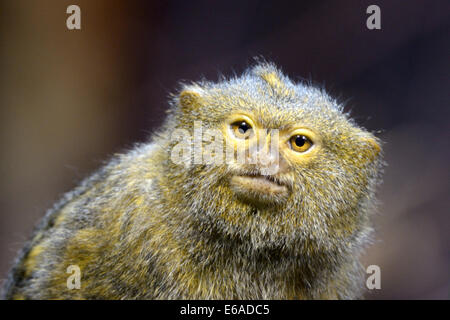 Zwergseidenäffchen (Cebuella Pygmaea) ist eine kleine neue Welt Affe in Regenwäldern im westlichen Amazonasbecken in Südamerika heimisch Stockfoto