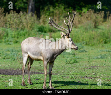 Pere David's Hirsch (Elaphurus Davidianus), auch bekannt als die Milu. Stockfoto