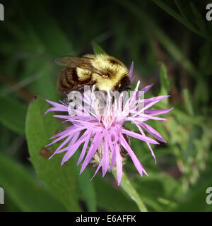 Biene auf einer Blüte ernten Blütennektar machen Honig in den Bienenstock zurückzubringen, während der Düngung Pflanzen als Symbol der Zweck Stockfoto