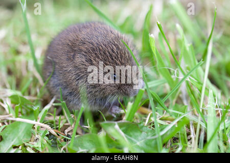 Junge Feld Wühlmaus Microtus Agrestis Fütterung auf Grass Stiele UK Stockfoto