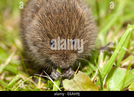 Junge Feld Wühlmaus Microtus Agrestis Fütterung auf Grass Stiele UK Stockfoto