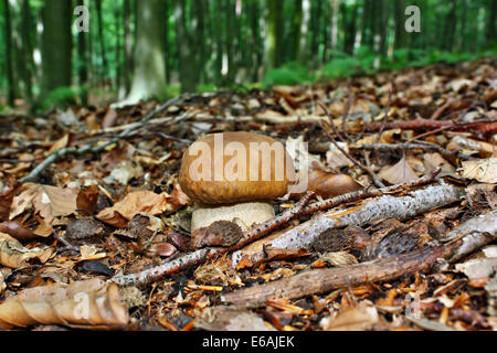 Steinpilze Speisepilz in den Buchenwald Stockfoto
