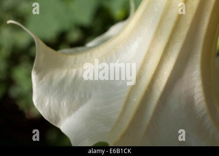 Nahaufnahme von Brugmansia oder Angel Trumpet Blume an einem sonnigen Sommertag. Stockfoto