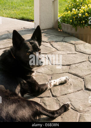 Gemischt-Rasse Collie ruht auf Stein Deck, USA Stockfoto