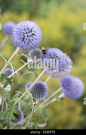 Blühende Welt Disteln (Echinops Ritro) Stockfoto