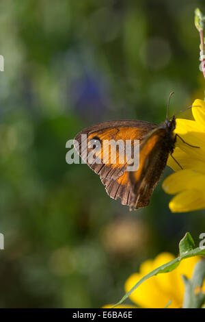 Gatekeeper (Hedge braun) auf Mais Marigold (Corn Daisy); Pyronia Tithonus auf Glebionis Segetum, SY: Chrysanthemum Segetum Stockfoto