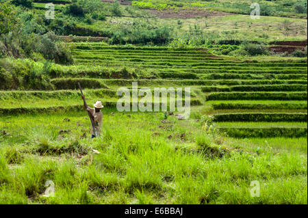 Madagaskar, im Landesinneren, Beschäftigte im grünen Reisfeldern. Stockfoto