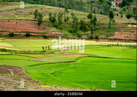 Madagaskar, im Landesinneren, Beschäftigte im grünen Reisfeldern. Stockfoto