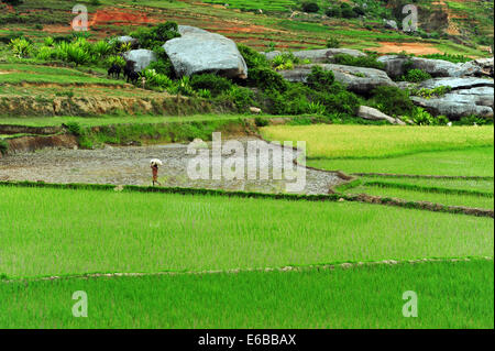 Madagaskar, im Landesinneren, Beschäftigte im grünen Reisfeldern. Stockfoto