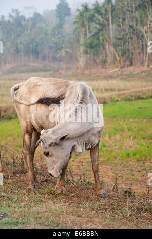 Indien, Meghalaya, Bajengdoba. Region Ost Garo Hills. Eine Kuh inmitten der Felder. Stockfoto