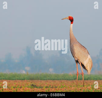 Ein Erwachsener Stilicho Kran in einem Kornfeld in den frühen Morgenstunden Stockfoto