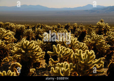 Cholla Cactus Garden, Joshua Tree Nationalpark, Kalifornien, USA Stockfoto