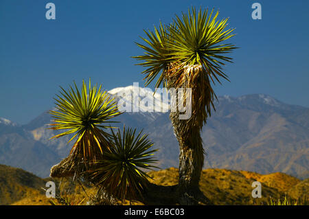 Joshua Bäume, Key Ansicht, San Gorgonio Mountain, Joshua Tree Nationalpark, Kalifornien Stockfoto