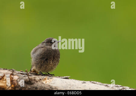 Black Redstart Küken thront auf Log in den italienischen Alpen (Phoenicurus Ochruros) Stockfoto