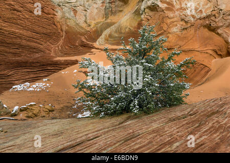 Baum mit Frühlingsschnee, White Pocket, Vermillion Cliffs National Monument, Arizona Stockfoto